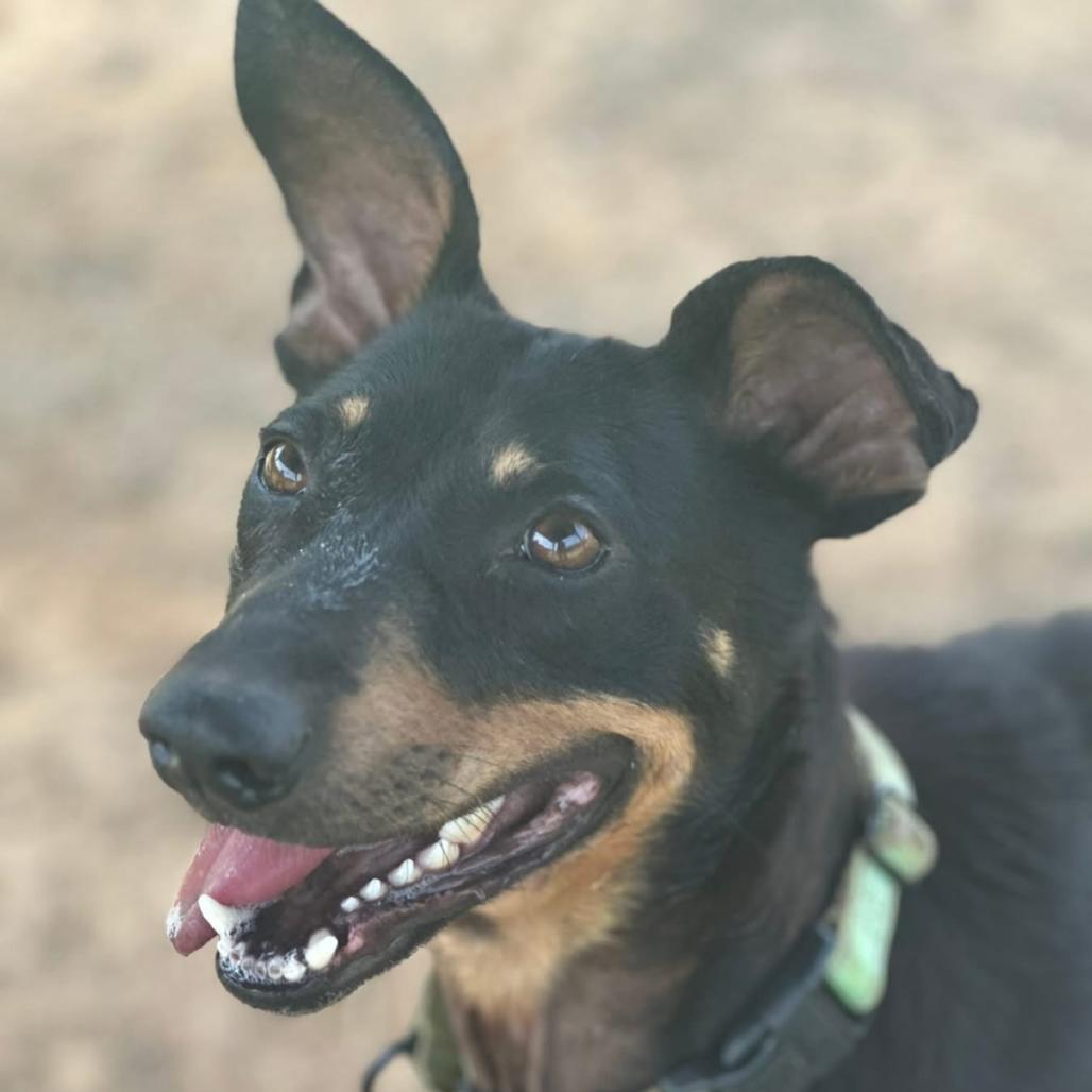 Enlarge Snoop, a Adoptable mixed breed in Marshall, TX image 4/6
