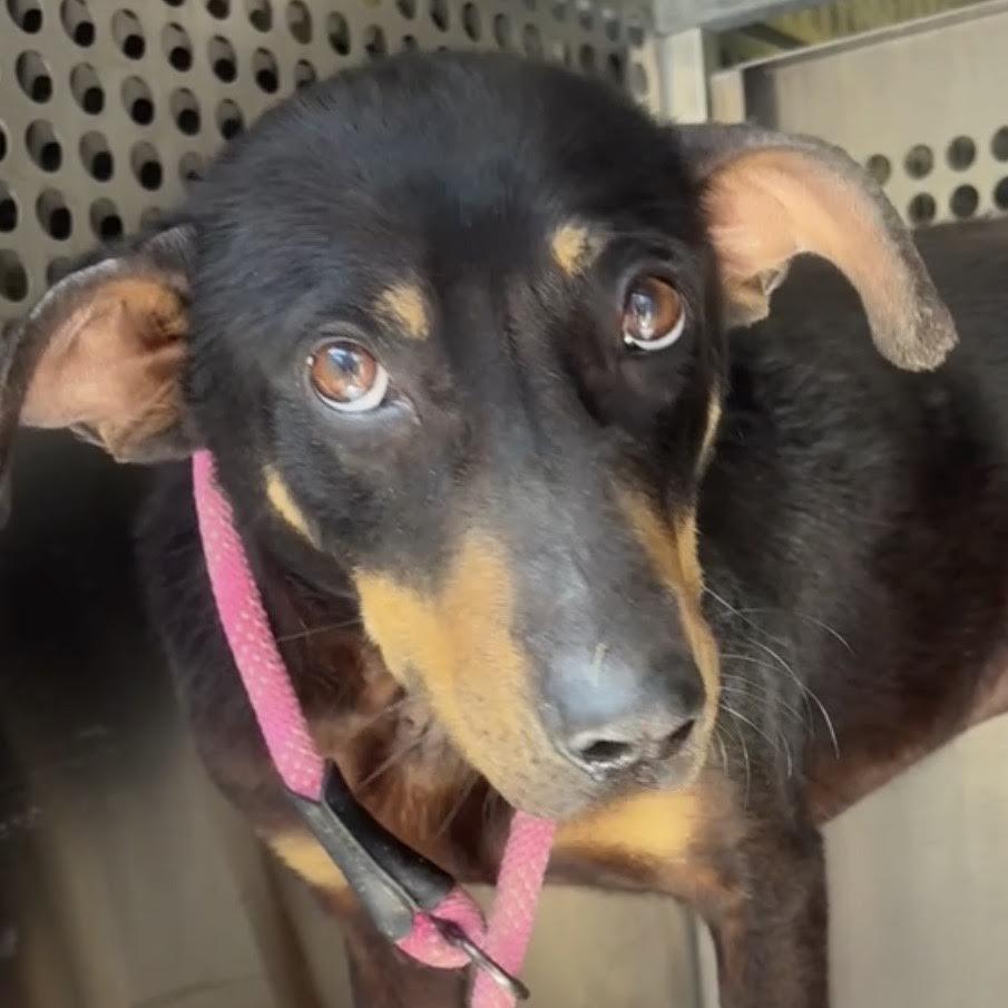 Enlarge Snoop, a Adoptable mixed breed in Marshall, TX image 5/6