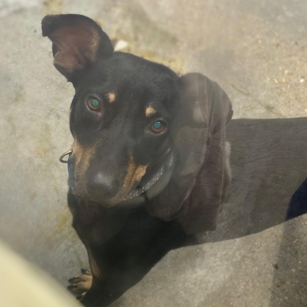 Enlarge Snoop, a Adoptable mixed breed in Marshall, TX image 6/6