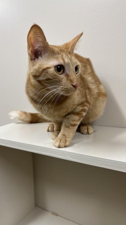 Chicken Nugget, ADOPTABLE, Young Male Domestic Short Hair.