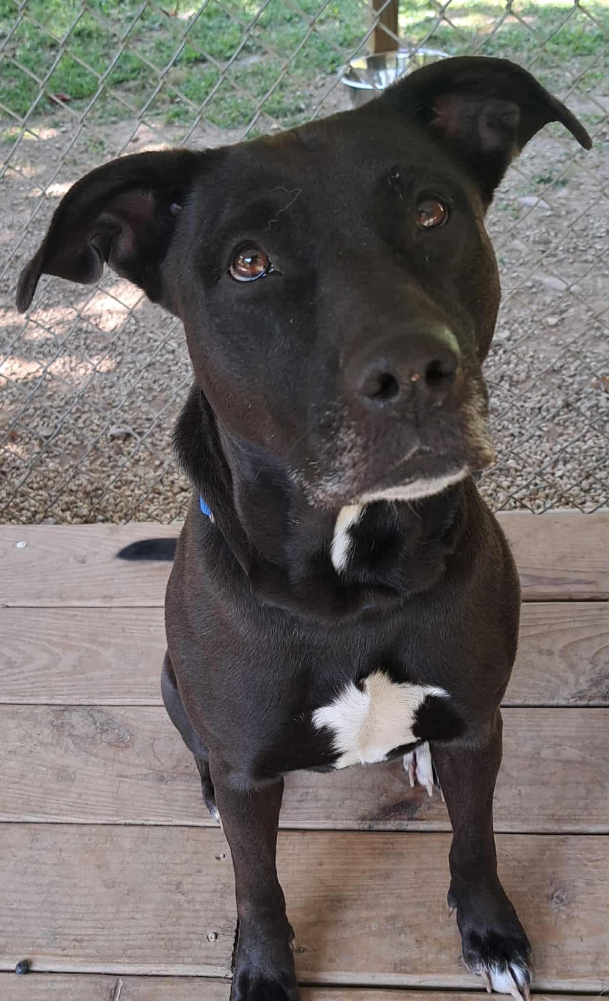 Enlarge Onyx, a Adoptable mixed breed in Huntingdon, PA image 2/2