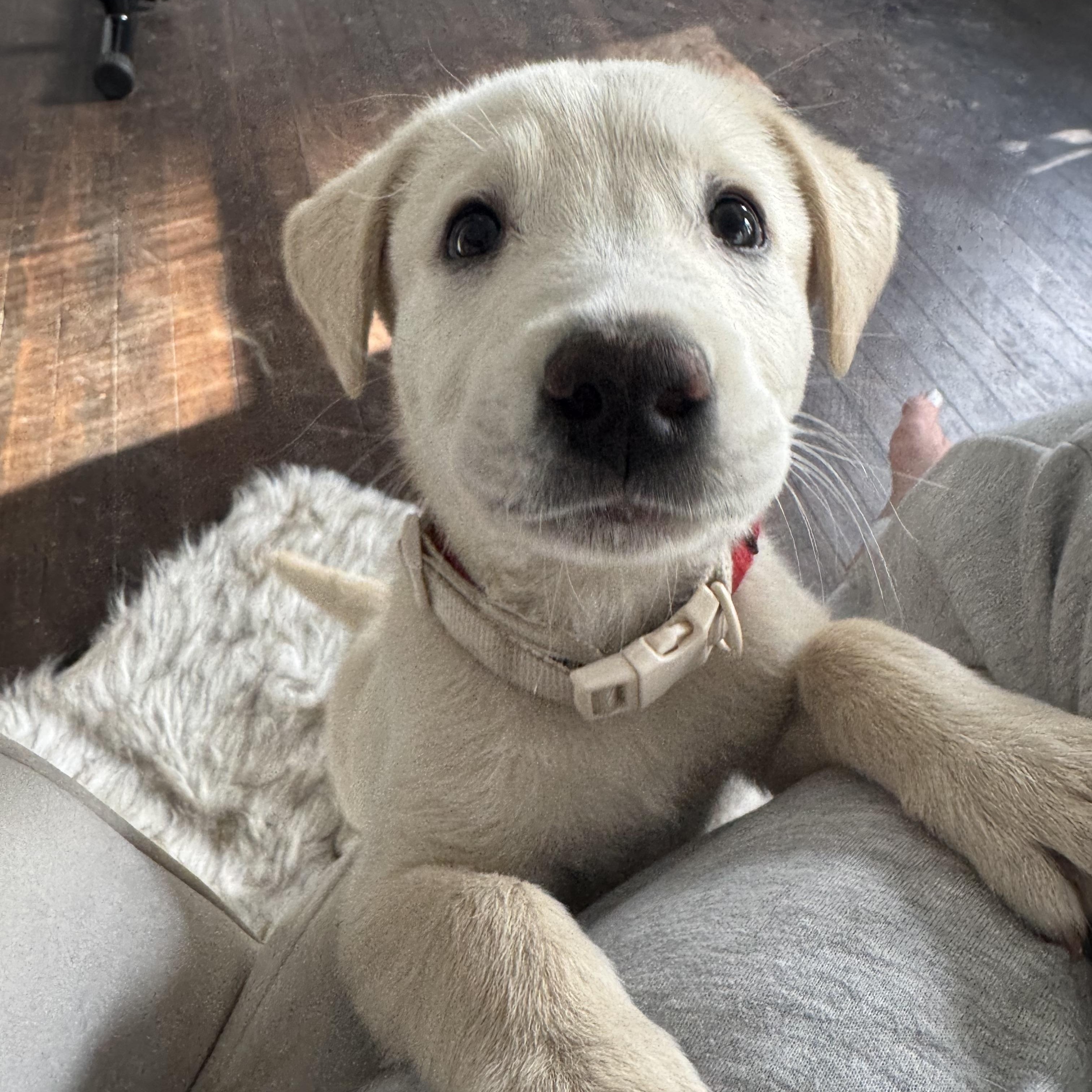 Bernard, Adopted, Puppy Male Yellow Labrador Retriever & Australian Shepherd.