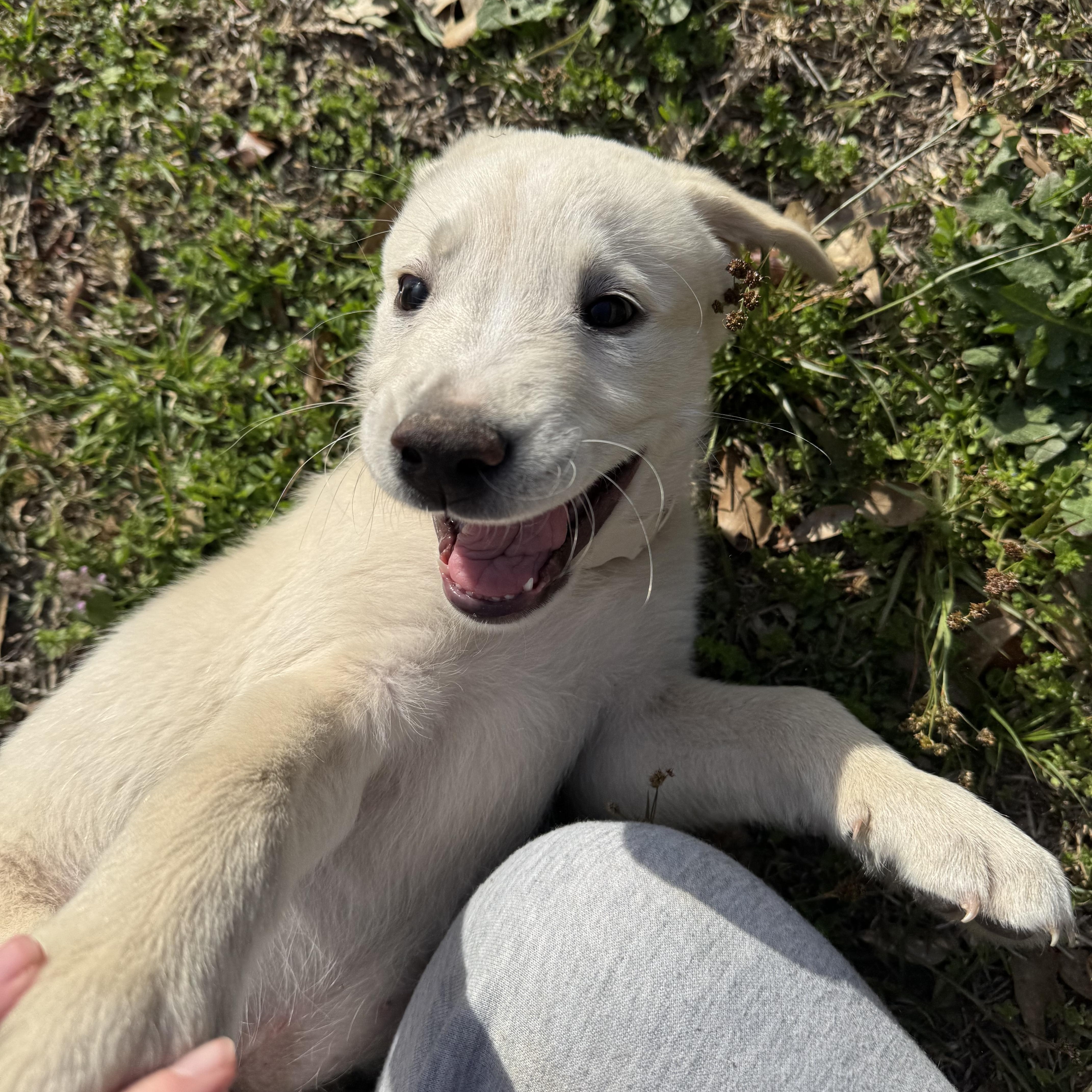 Enlarge Bernard, a Adopted mixed breed in Fayette, AL image 3/6