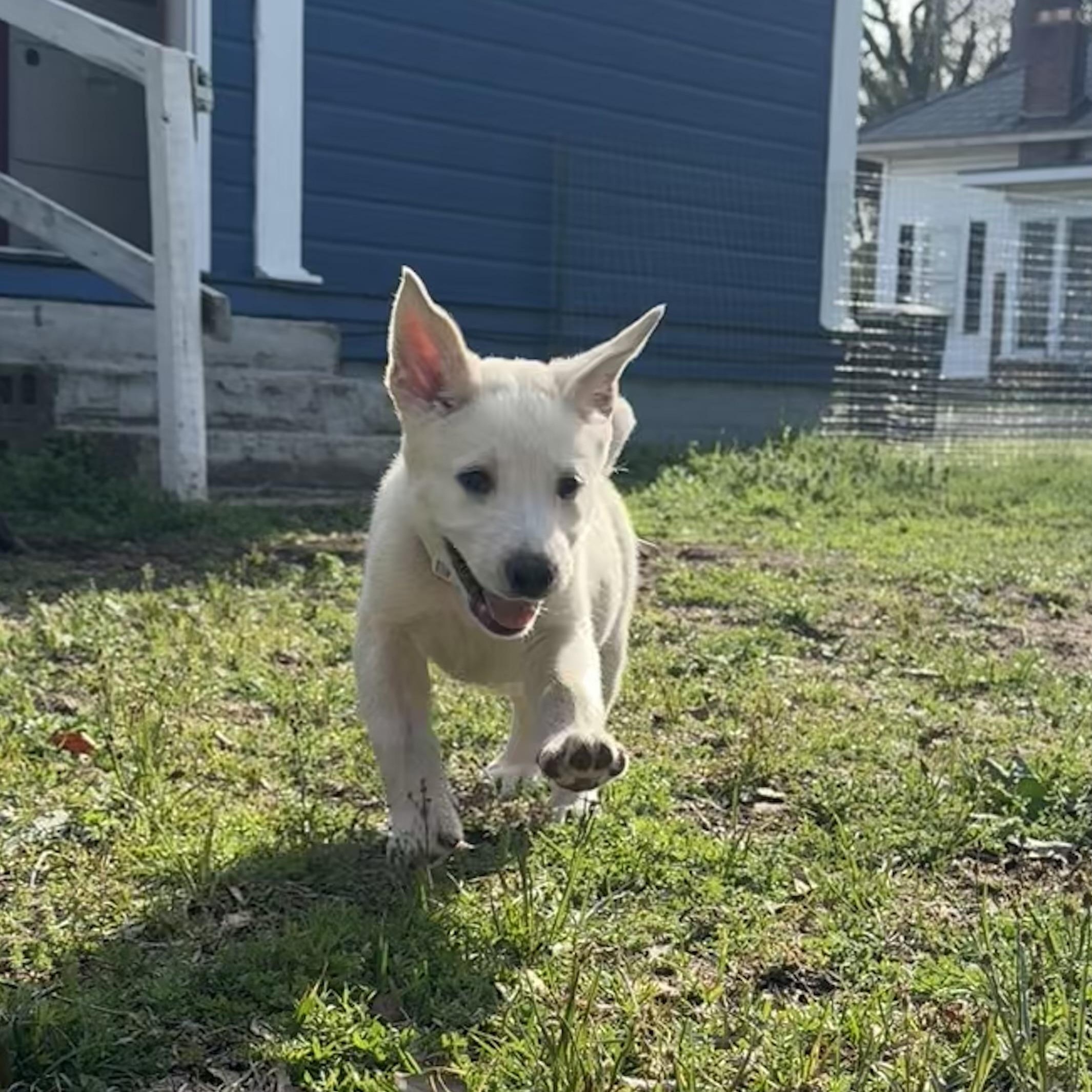 Enlarge Bernard, a Adopted mixed breed in Fayette, AL image 5/6