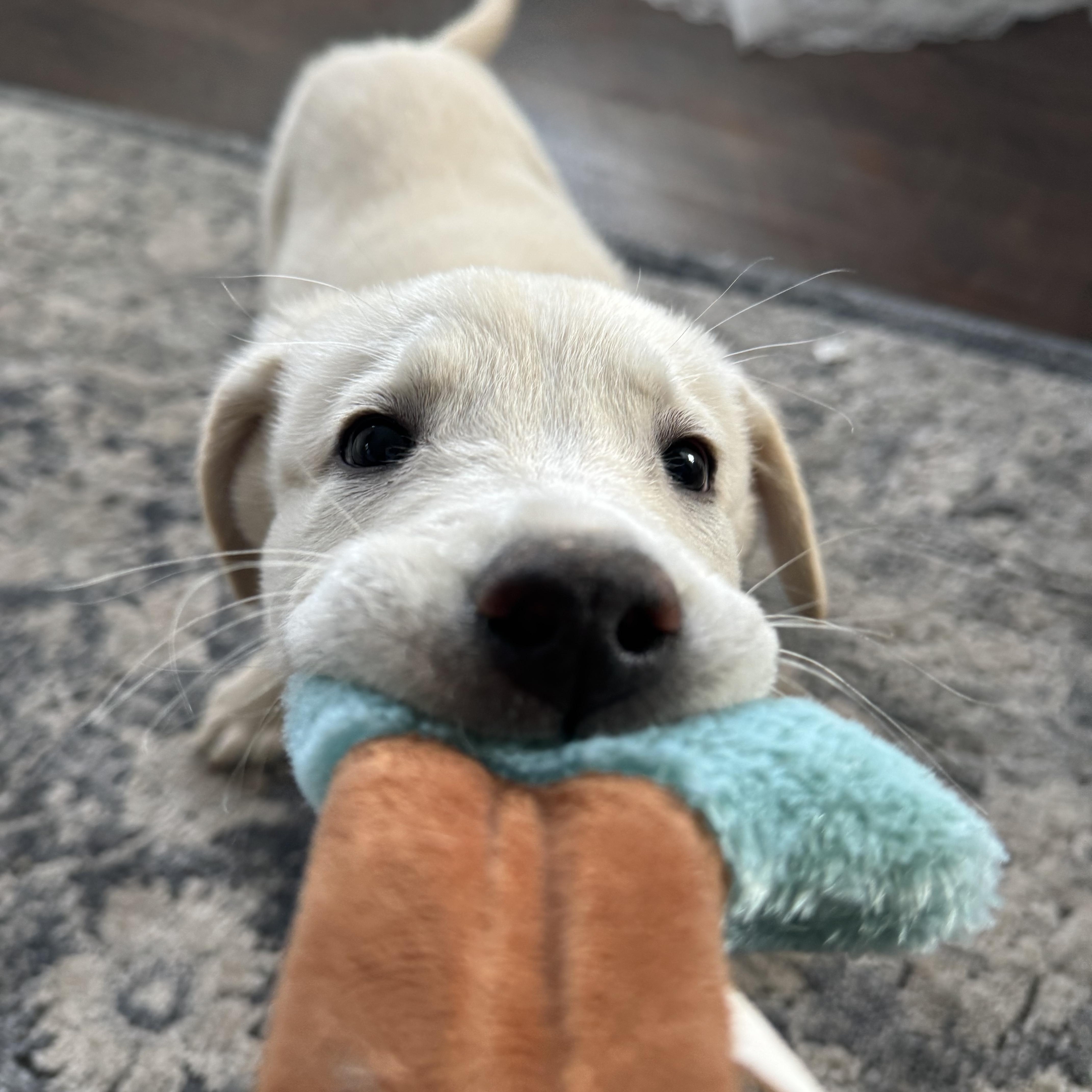 Enlarge Bernard, a Adopted mixed breed in Fayette, AL image 6/6
