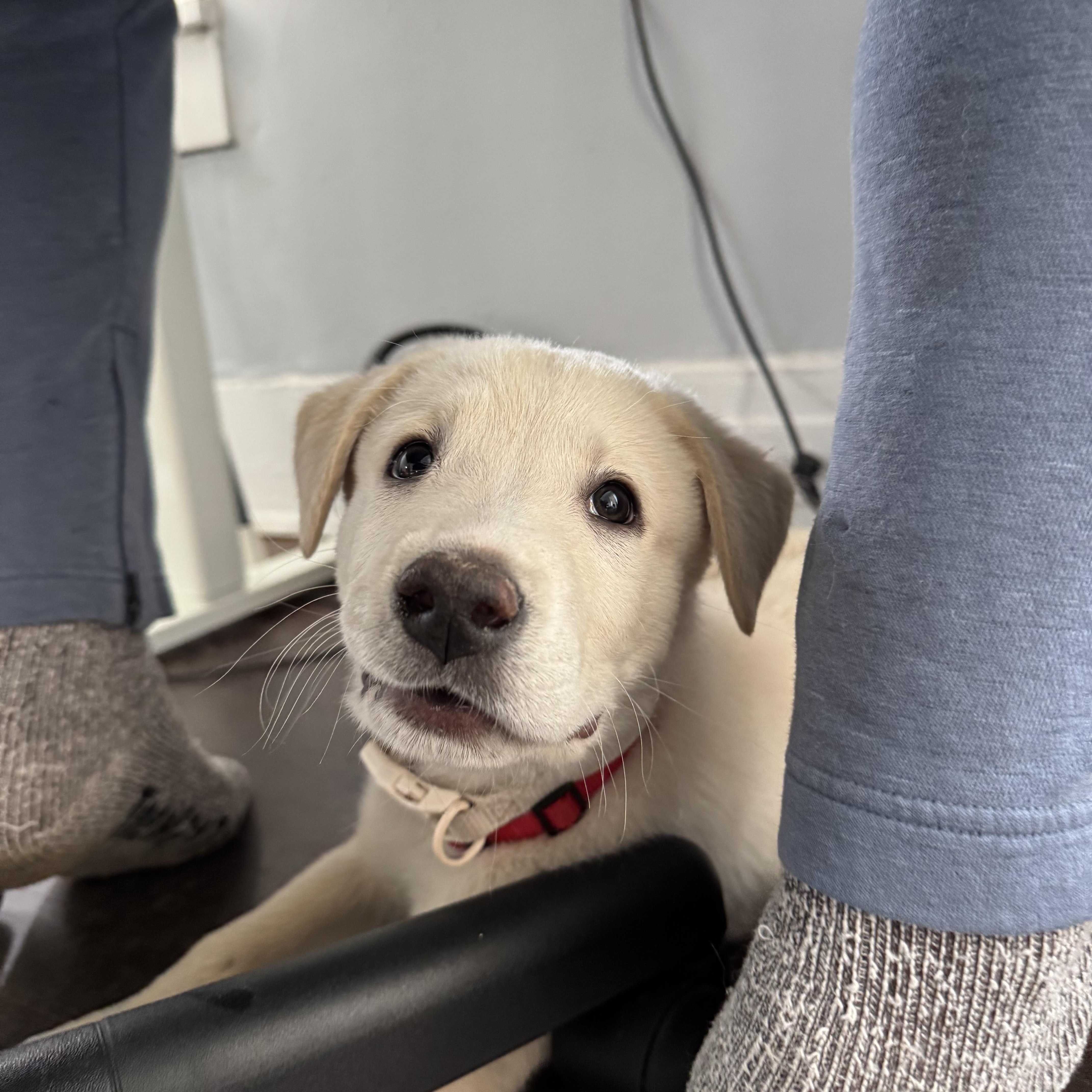 Enlarge Bernard, a Adopted mixed breed in Fayette, AL image 4/6