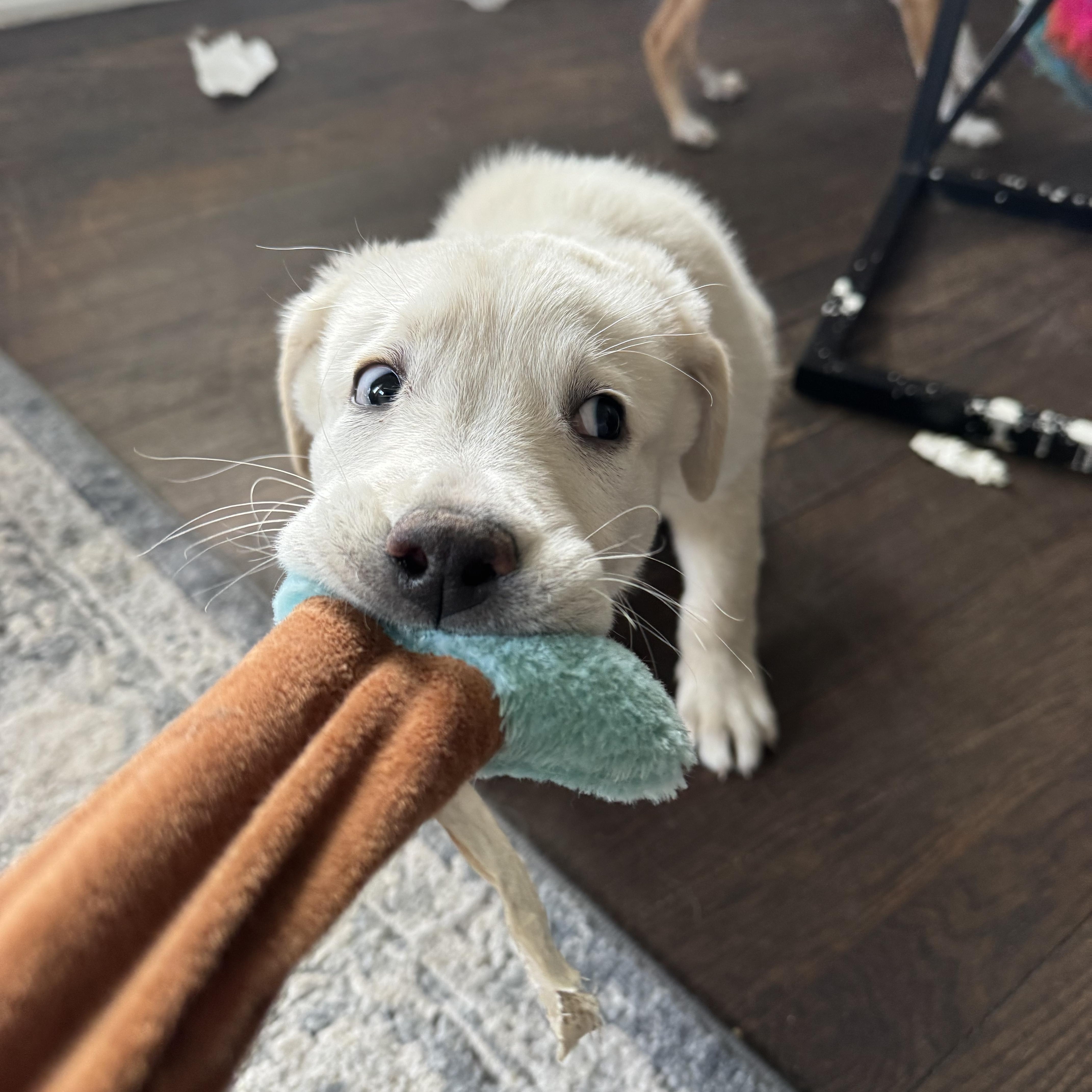 Enlarge Bernard, a Adopted mixed breed in Fayette, AL image 2/6