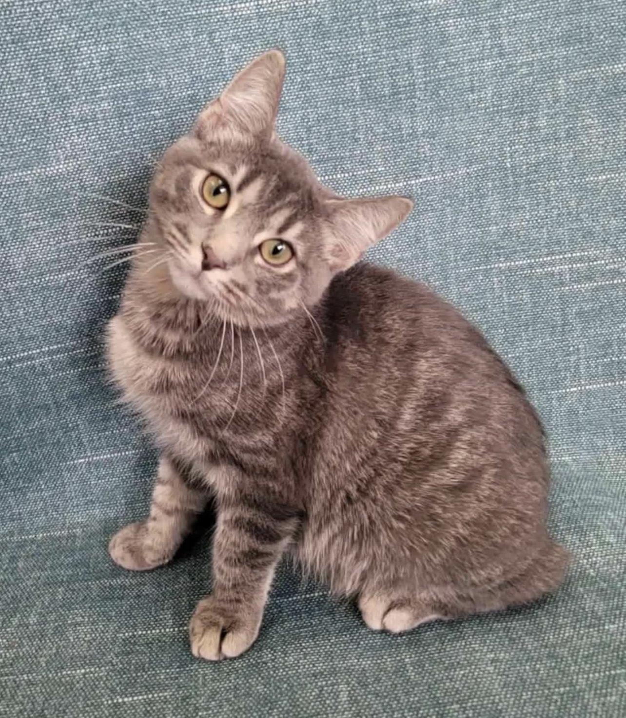 Enlarge Simon, an adopted Domestic Short Hair in Lincolnwood, IL image 1/1