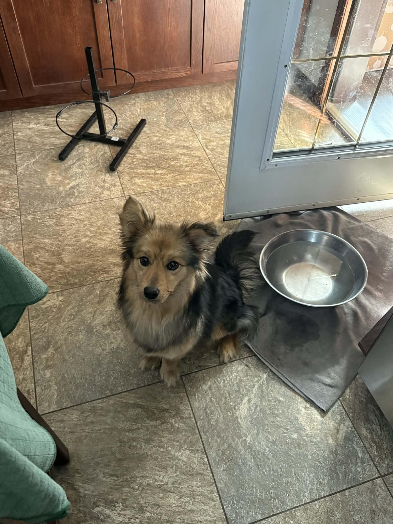 Enlarge Kaci, an adopted mixed breed in Winnipeg, MB image 2/2