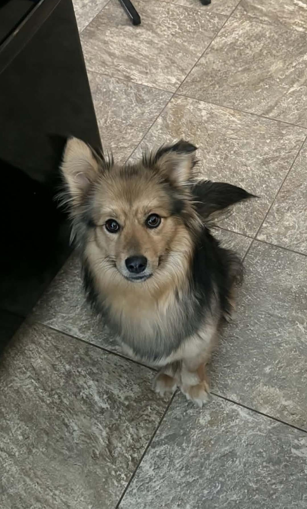 Kaci, adopted, Adult Female Mixed Breed.