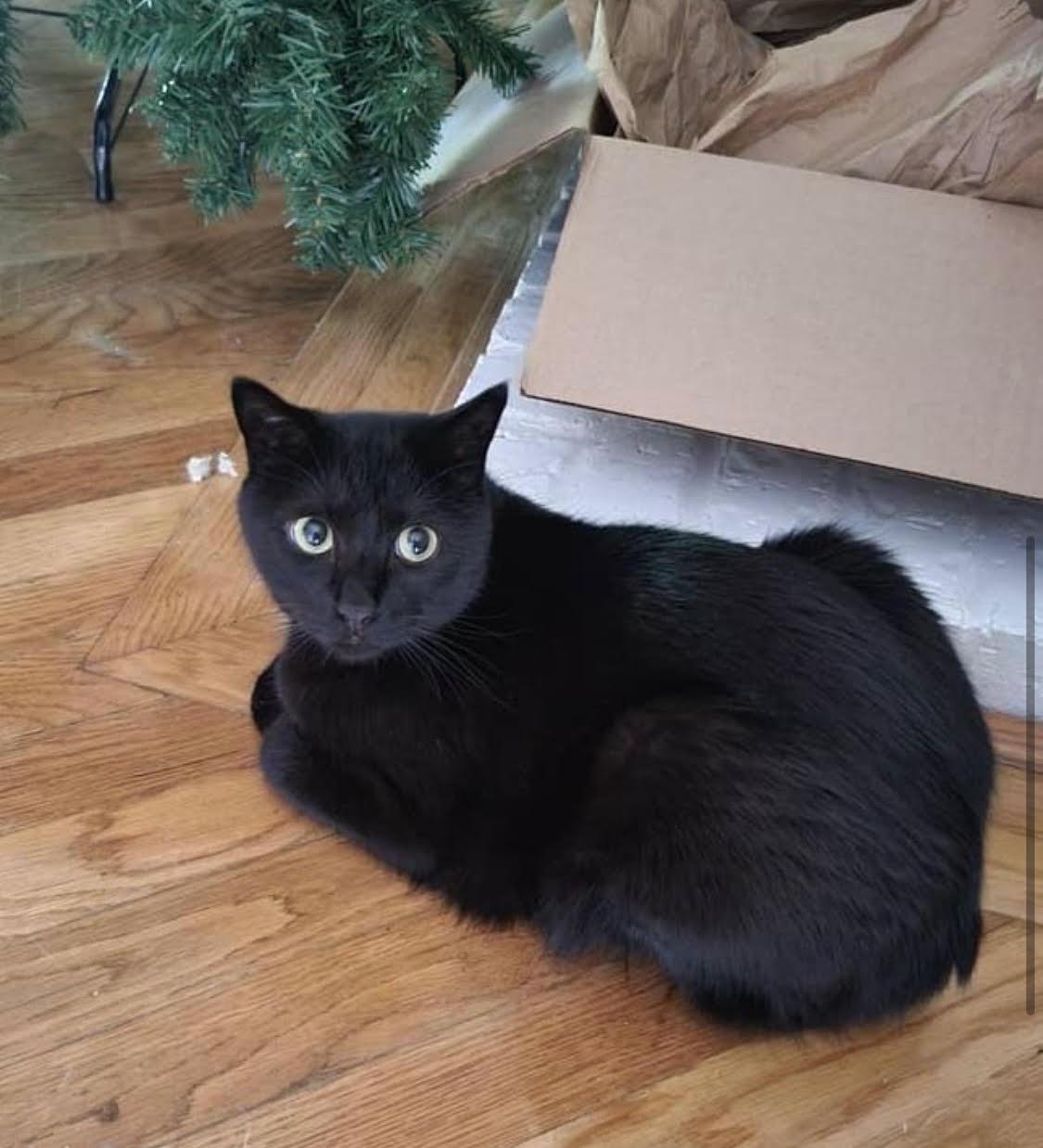 Bear, Adoptable, Adult Male Domestic Short Hair.