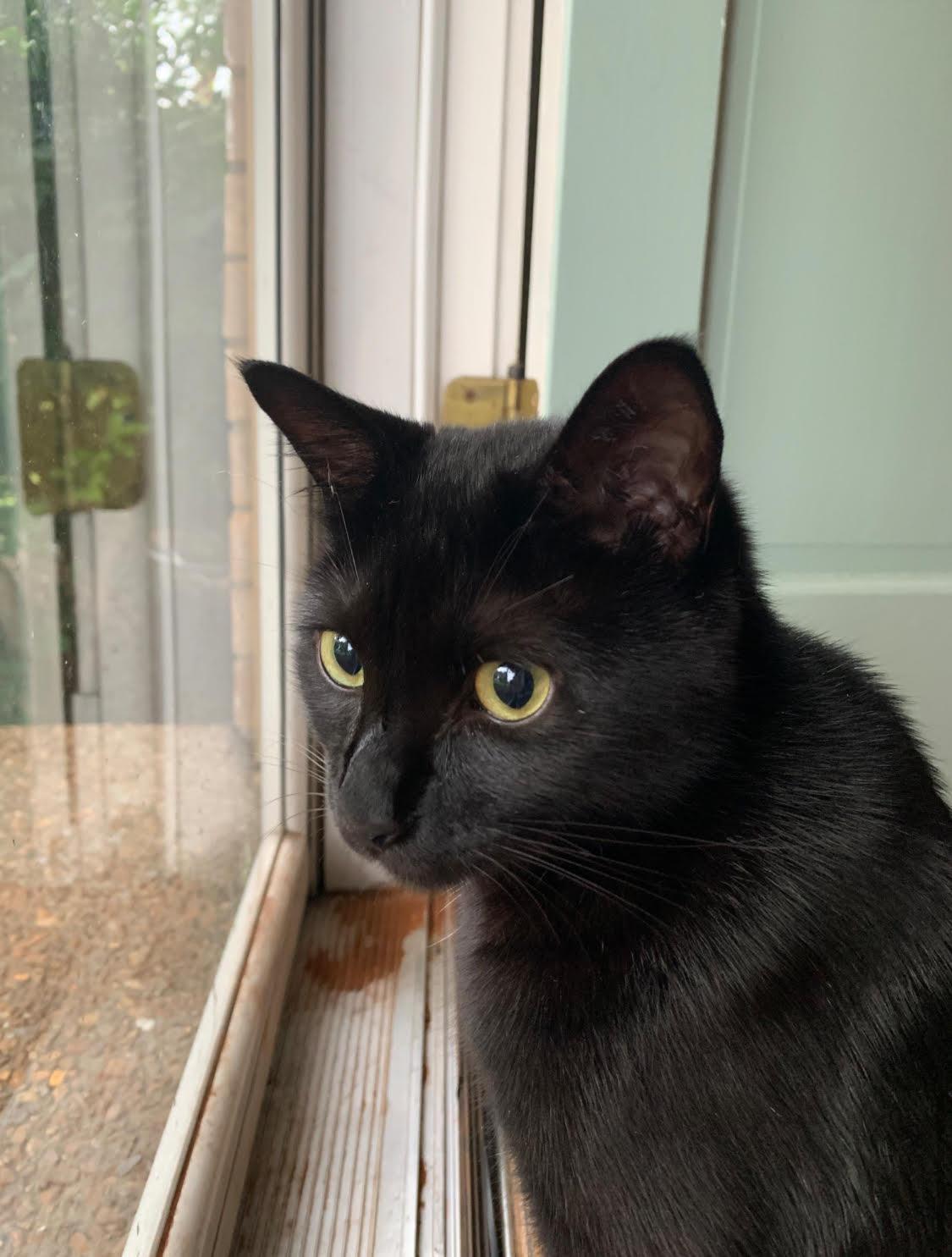 Enlarge Bear, a Adoptable Domestic Short Hair in Nashville, TN image 2/4