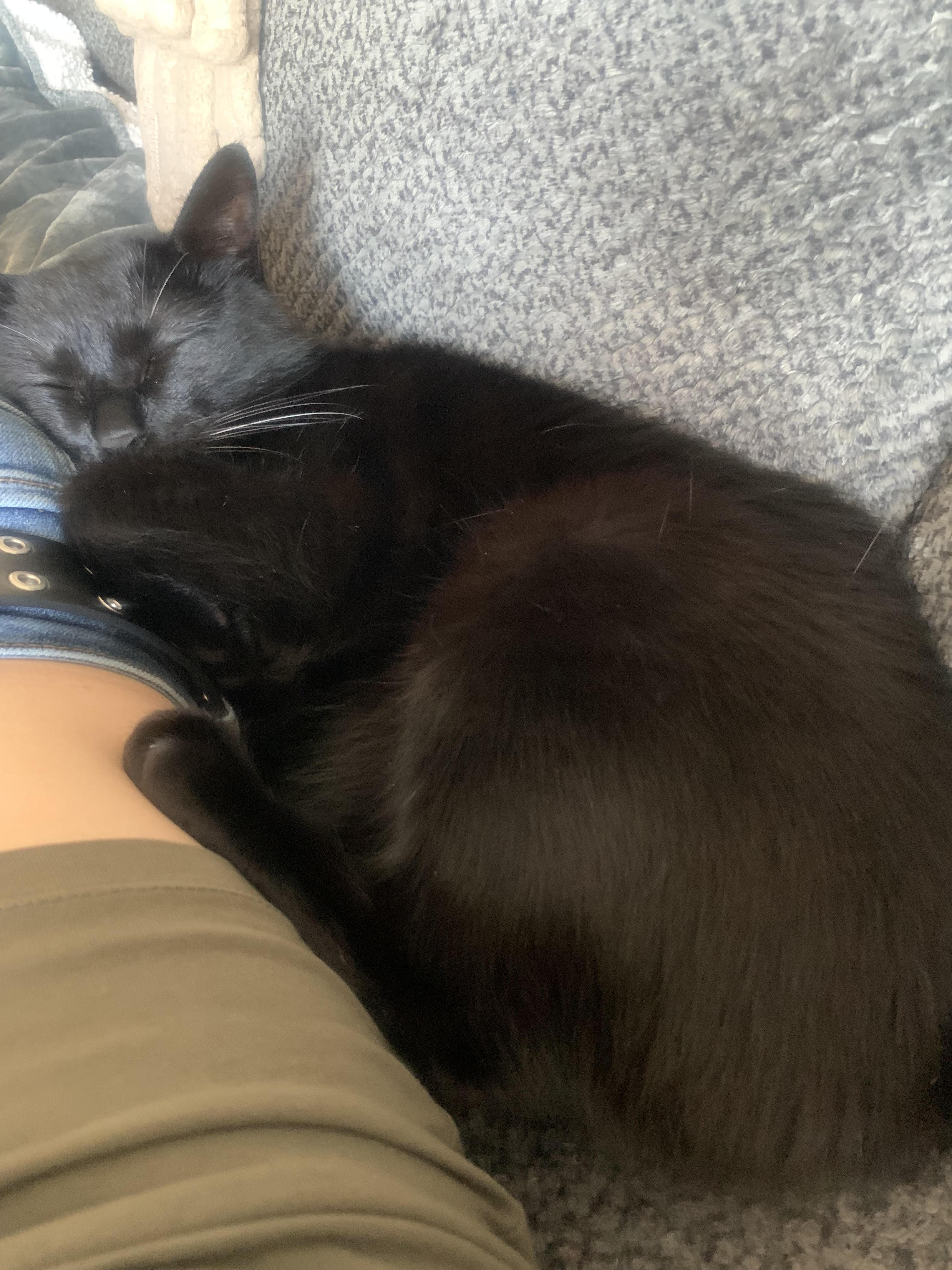 Enlarge Bear, a Adoptable Domestic Short Hair in Nashville, TN image 3/4