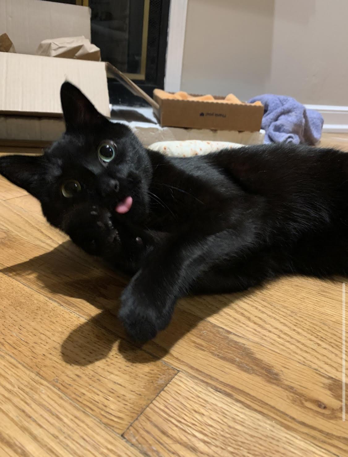 Enlarge Bear, a Adoptable Domestic Short Hair in Nashville, TN image 4/4