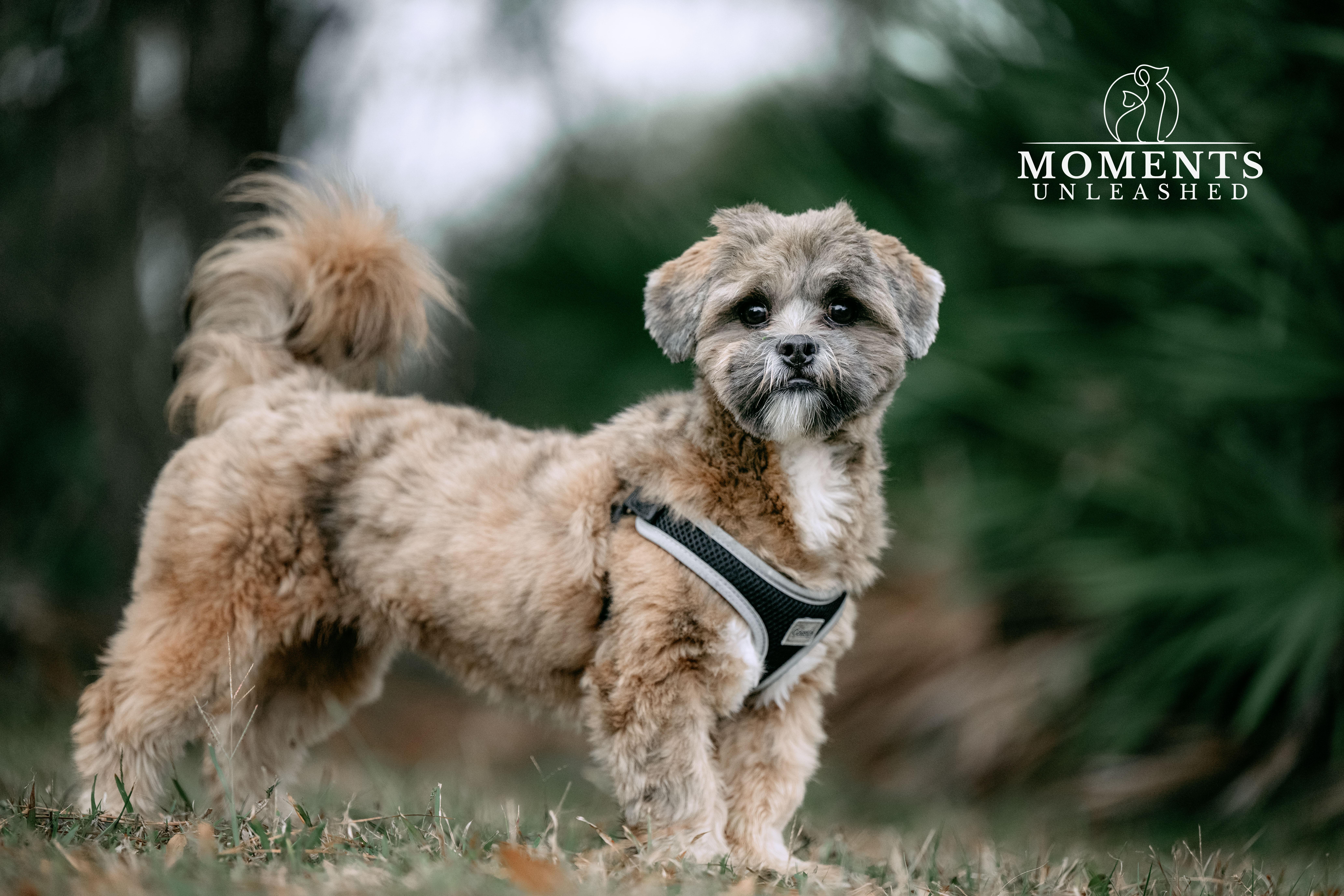 Teddy, Adoptable, Puppy Male Lhasa Apso.