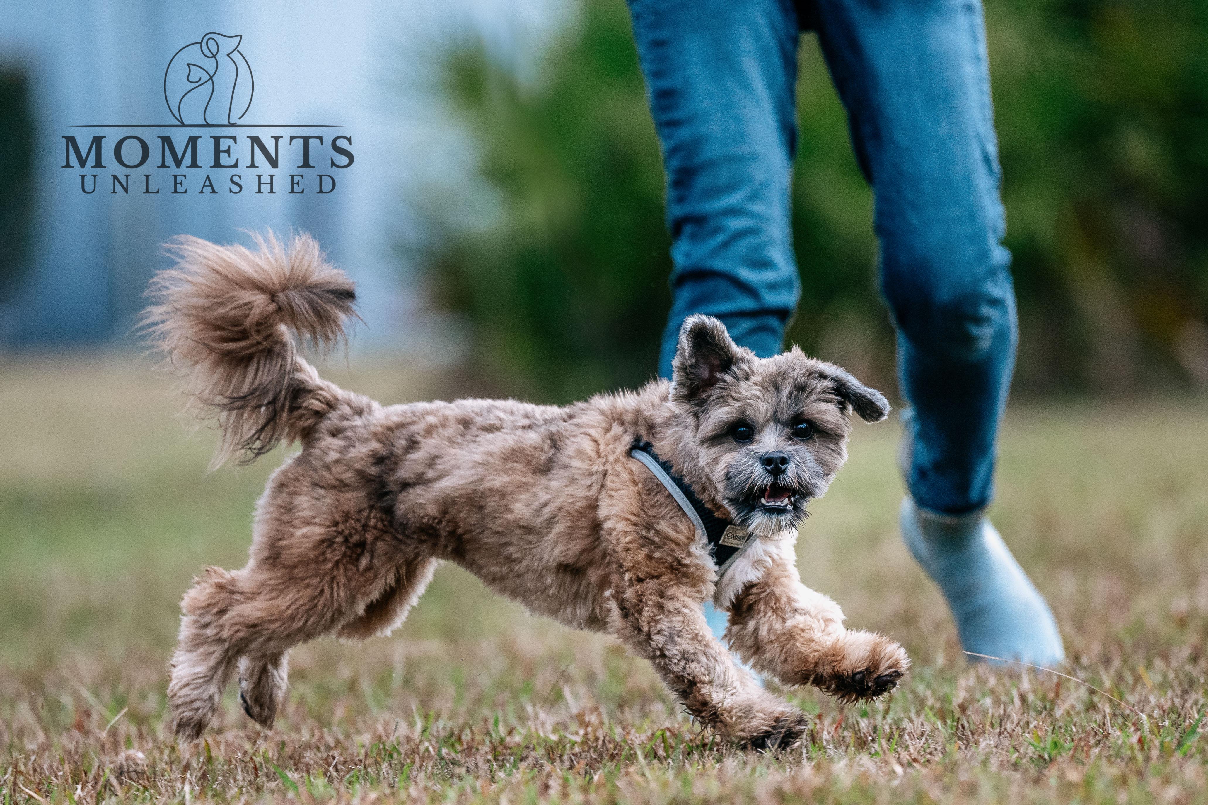 Enlarge Teddy, a Adoptable Lhasa Apso in Myakka City, FL image 5/5