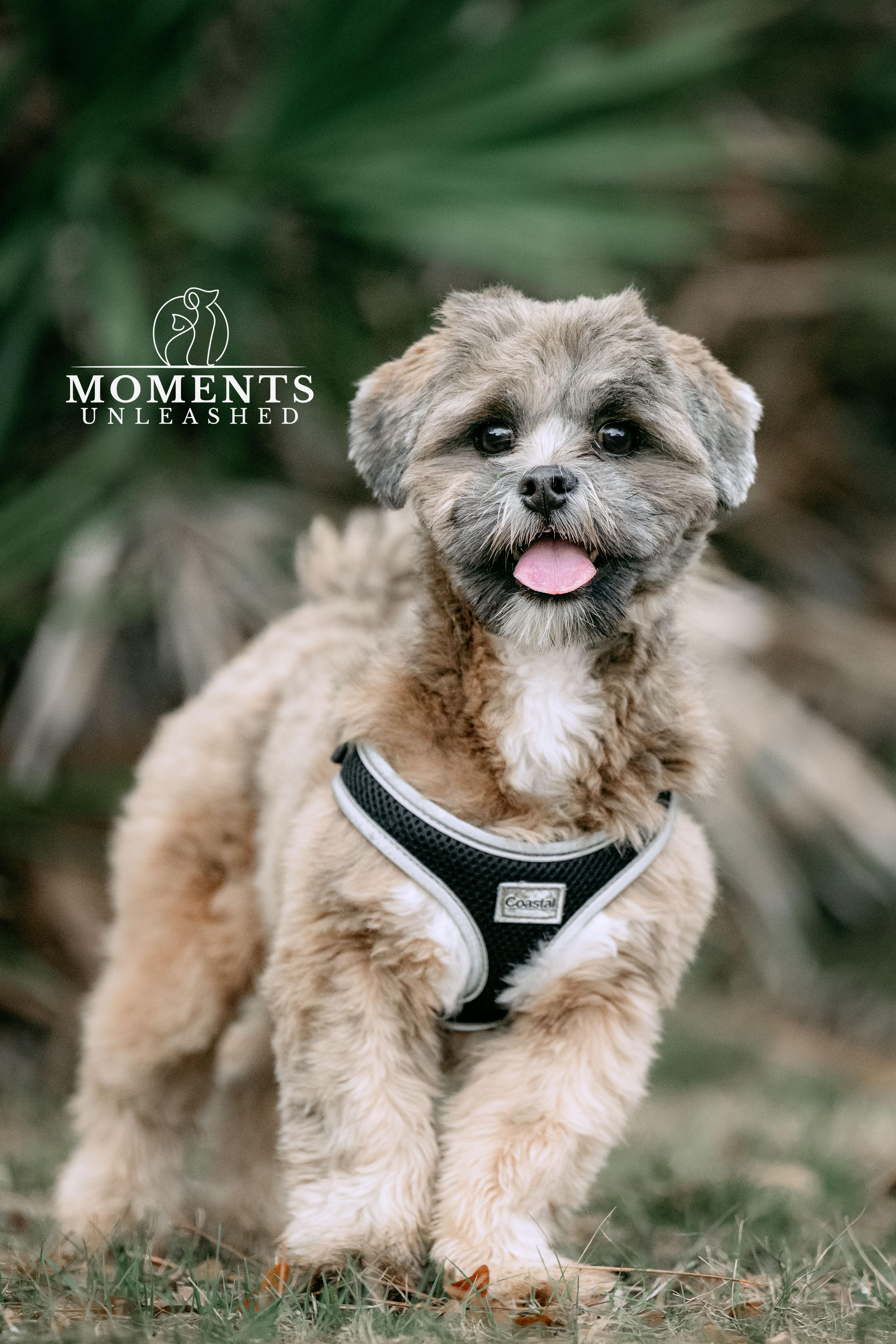 Enlarge Teddy, a Adoptable Lhasa Apso in Myakka City, FL image 2/5