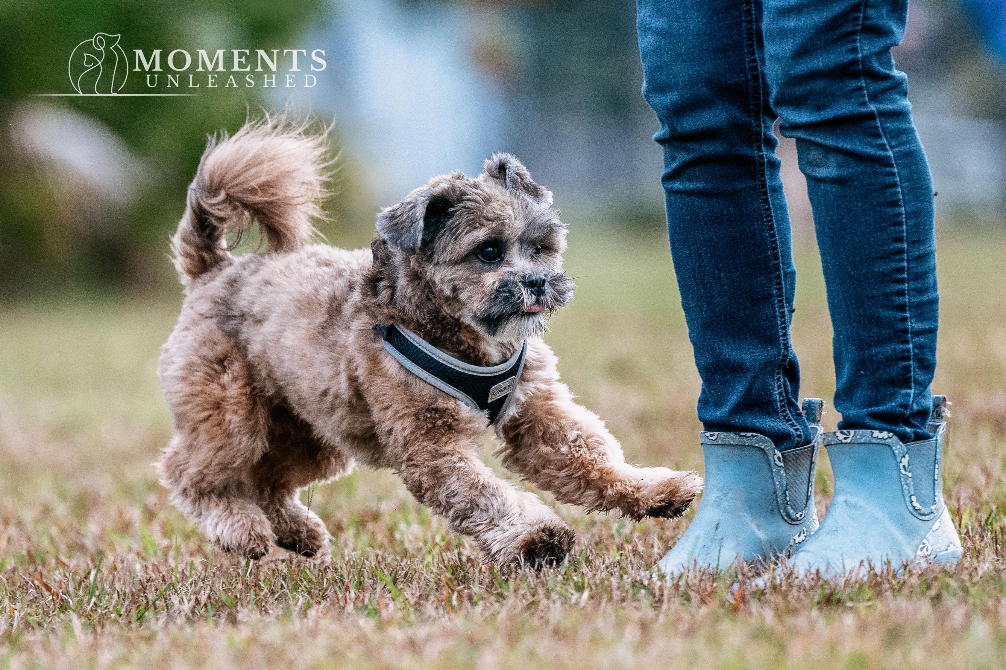 Enlarge Teddy, a Adoptable Lhasa Apso in Myakka City, FL image 3/5