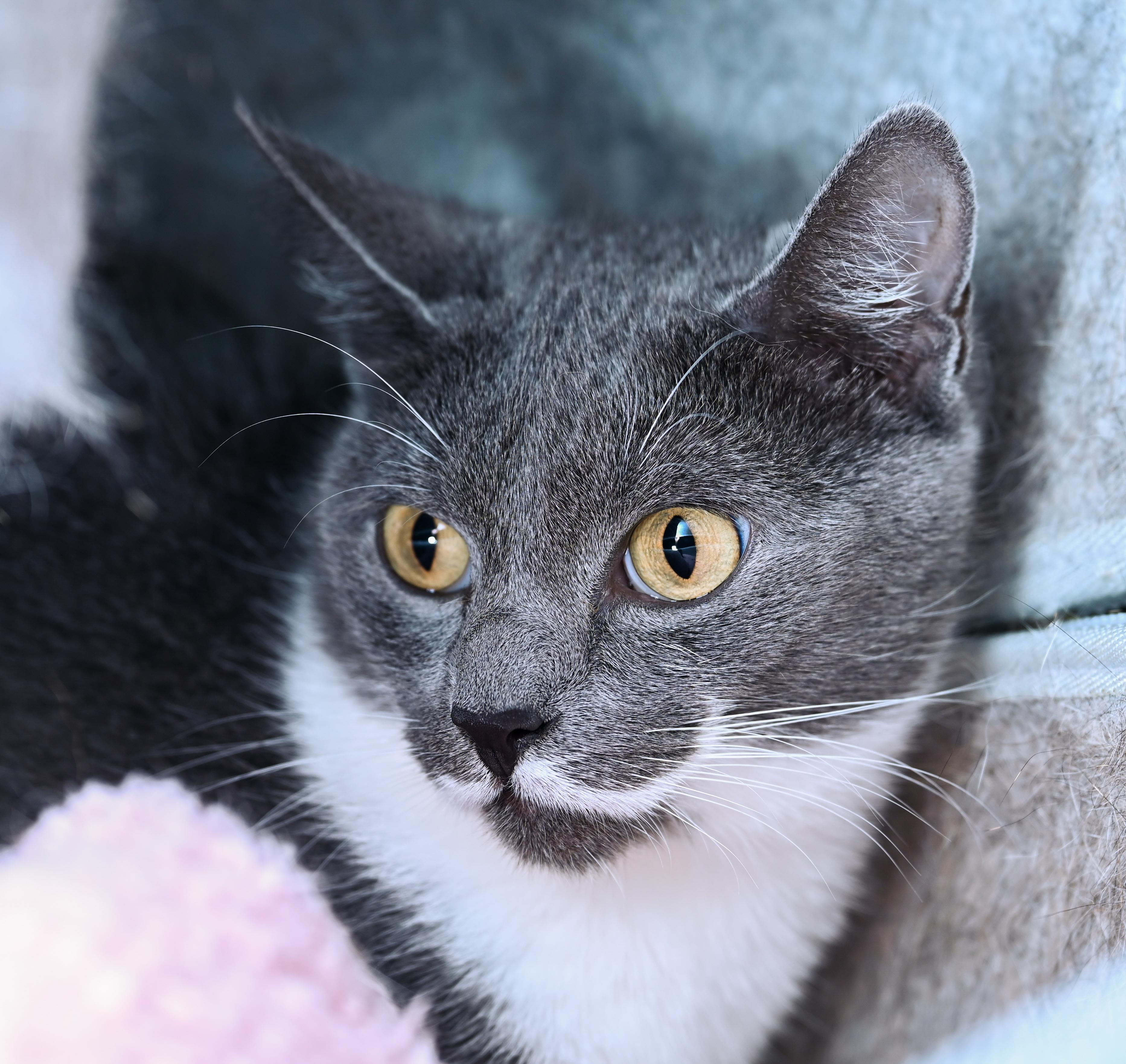 Enlarge Willowmere, a Adoptable mixed breed in Chattanooga, TN image 2/2