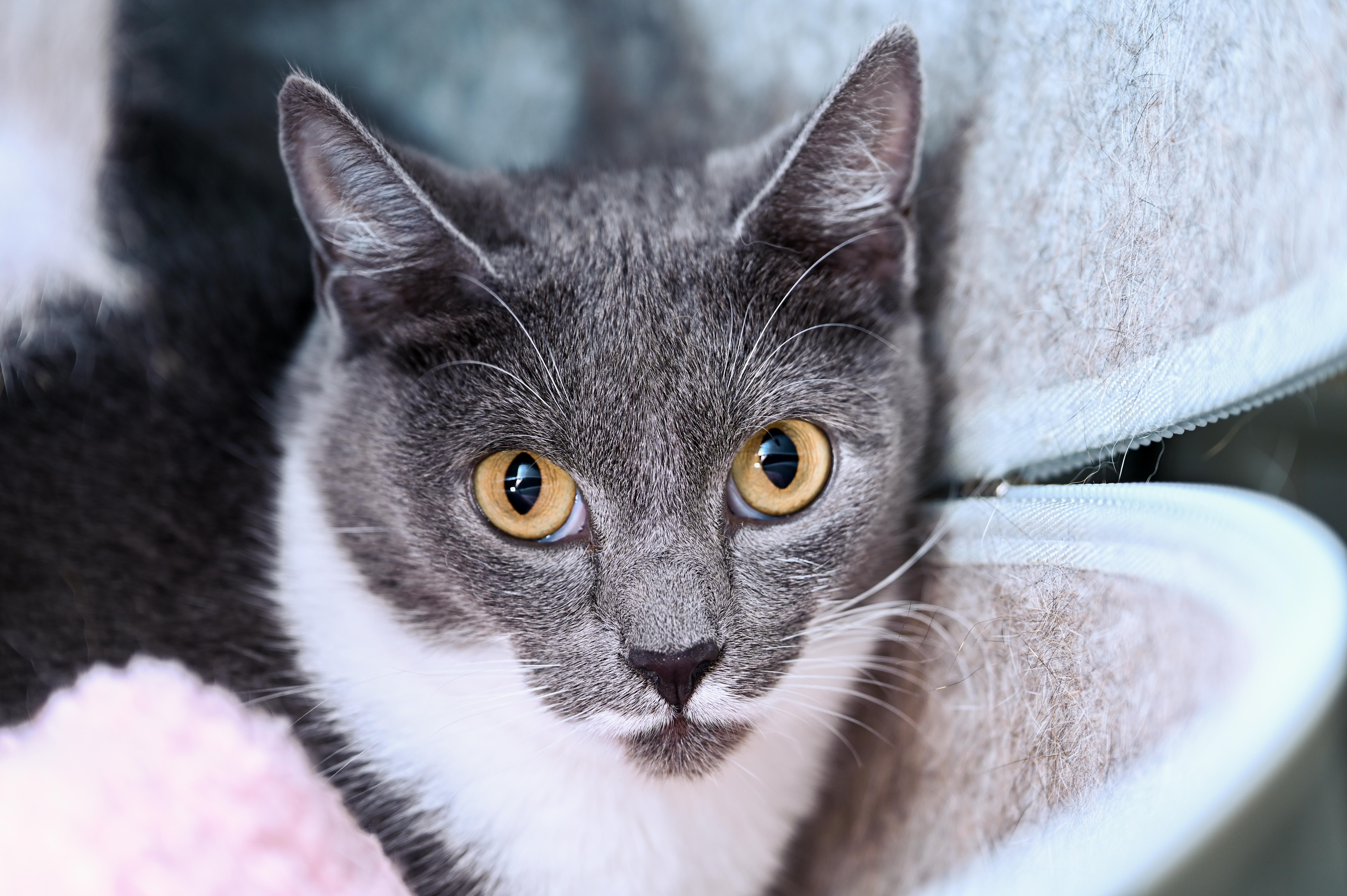 Enlarge Willowmere, a Adoptable mixed breed in Chattanooga, TN image 1/2