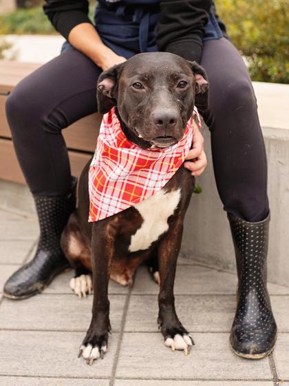 Enlarge Cooper, a Adoptable mixed breed in Atlanta, GA image 1/3
