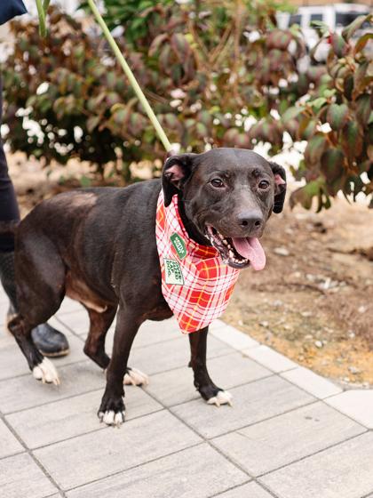 Enlarge Cooper, a Adoptable mixed breed in Atlanta, GA image 2/3