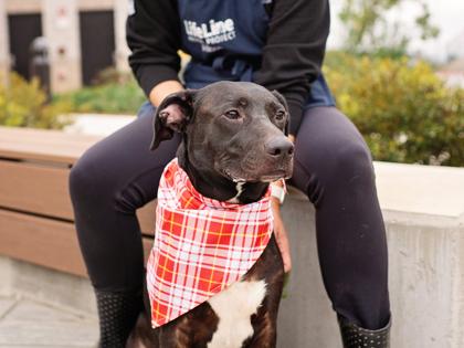 Enlarge Cooper, a Adoptable mixed breed in Atlanta, GA image 3/3