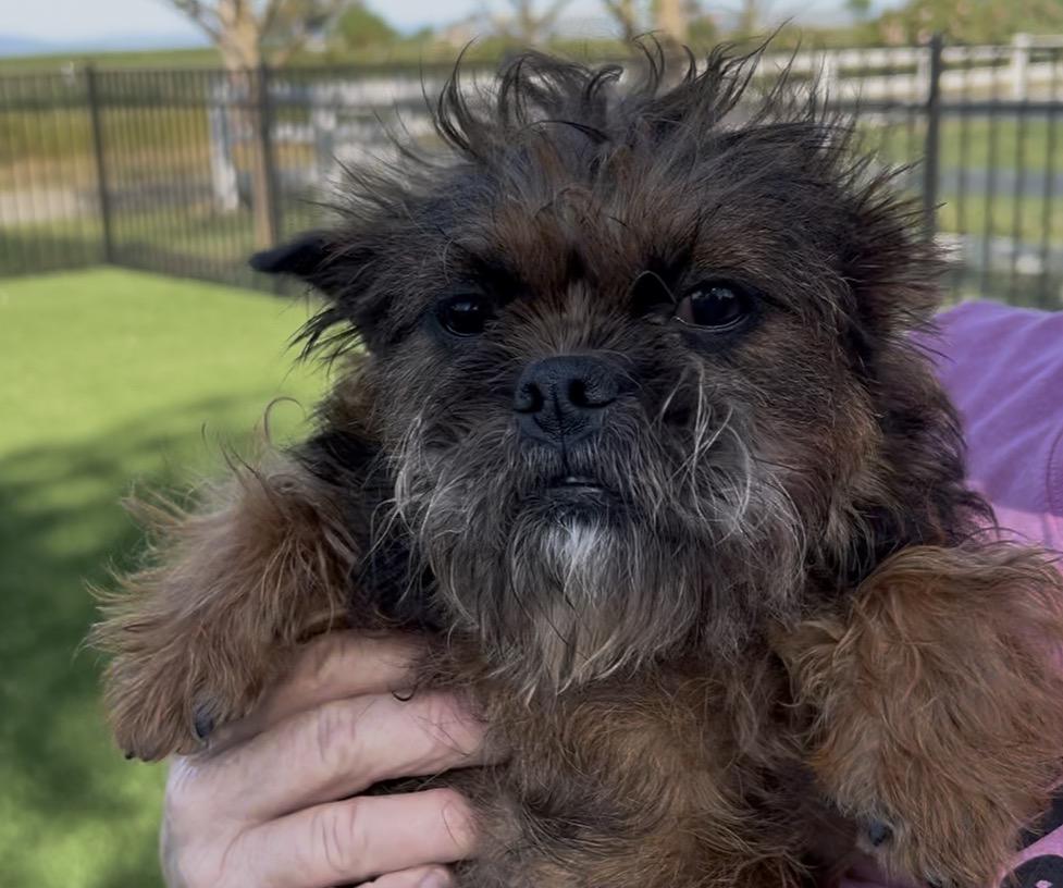 Gertie, ADOPTABLE, Young Female Maltese.