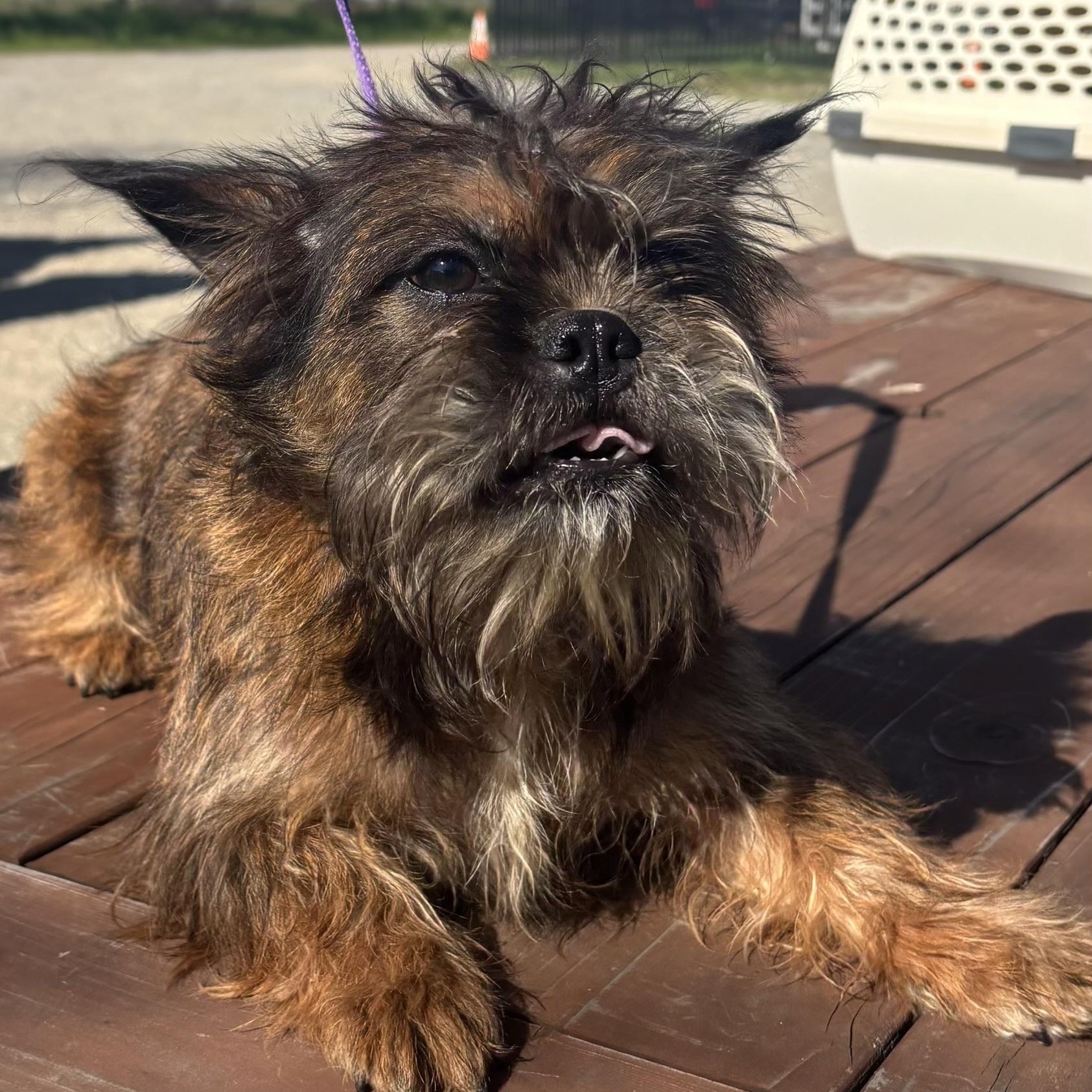 Enlarge Gerdie, an adoptable mixed breed in Woodland, CA image 3/3