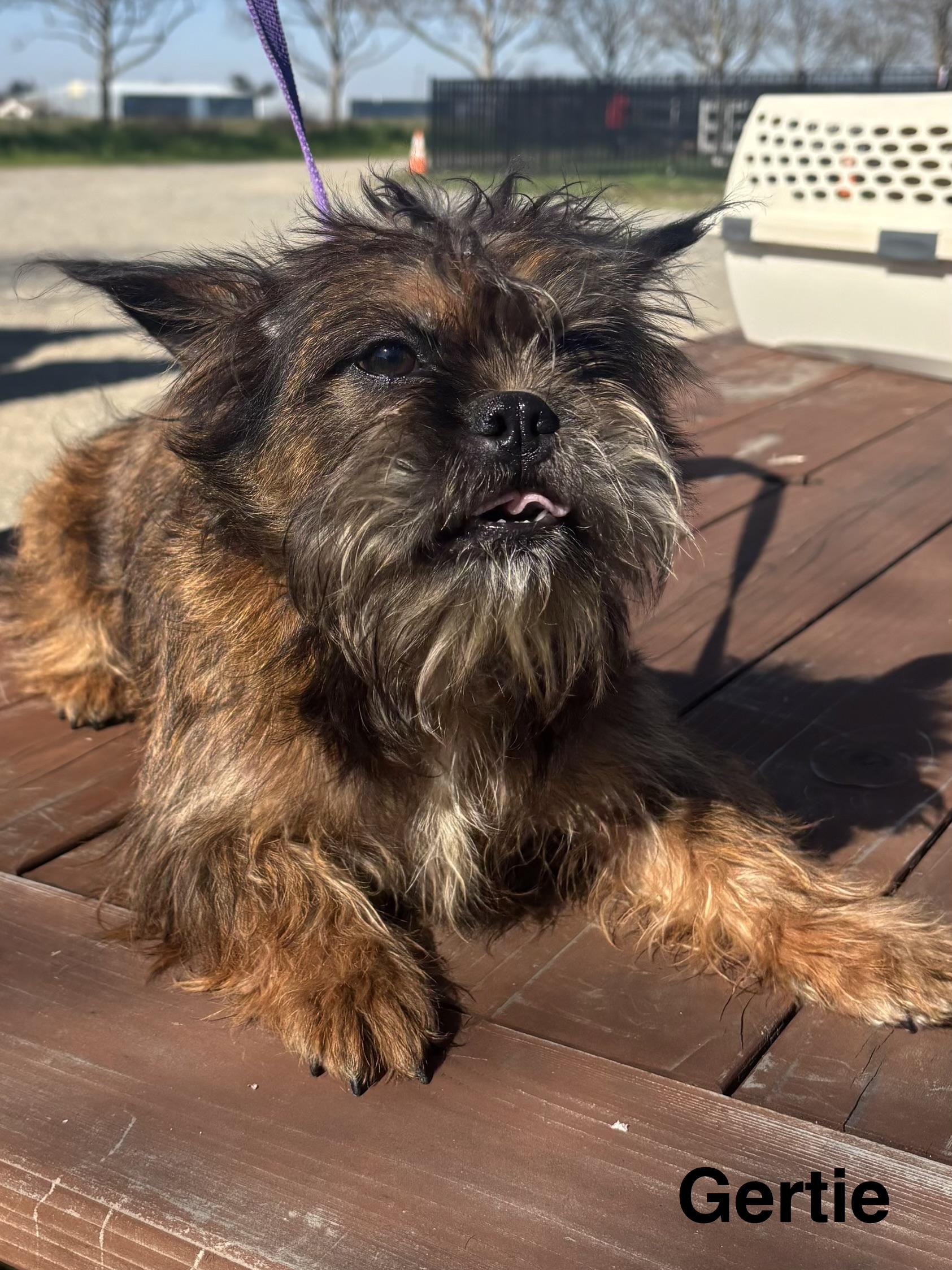 Enlarge Gertie, a ADOPTABLE mixed breed in Woodland, CA image 3/3