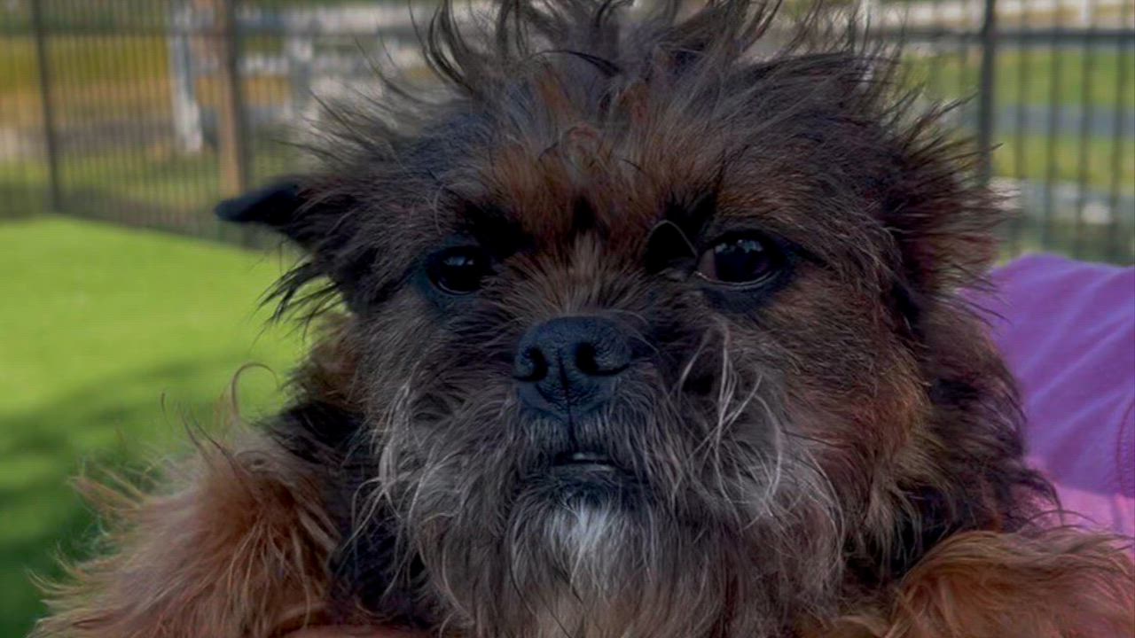 Enlarge Gerdie, an adoptable mixed breed in Woodland, CA video 1/3