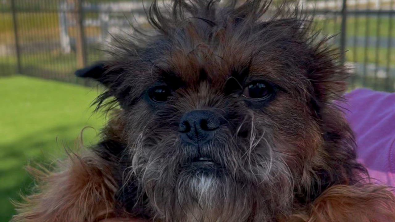 Enlarge Gertie, a ADOPTABLE mixed breed in Woodland, CA video 1/3