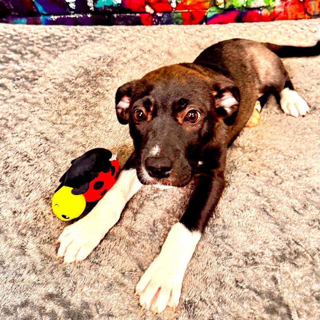 Munster, Adoptable, Puppy Female Great Pyrenees & Akita.