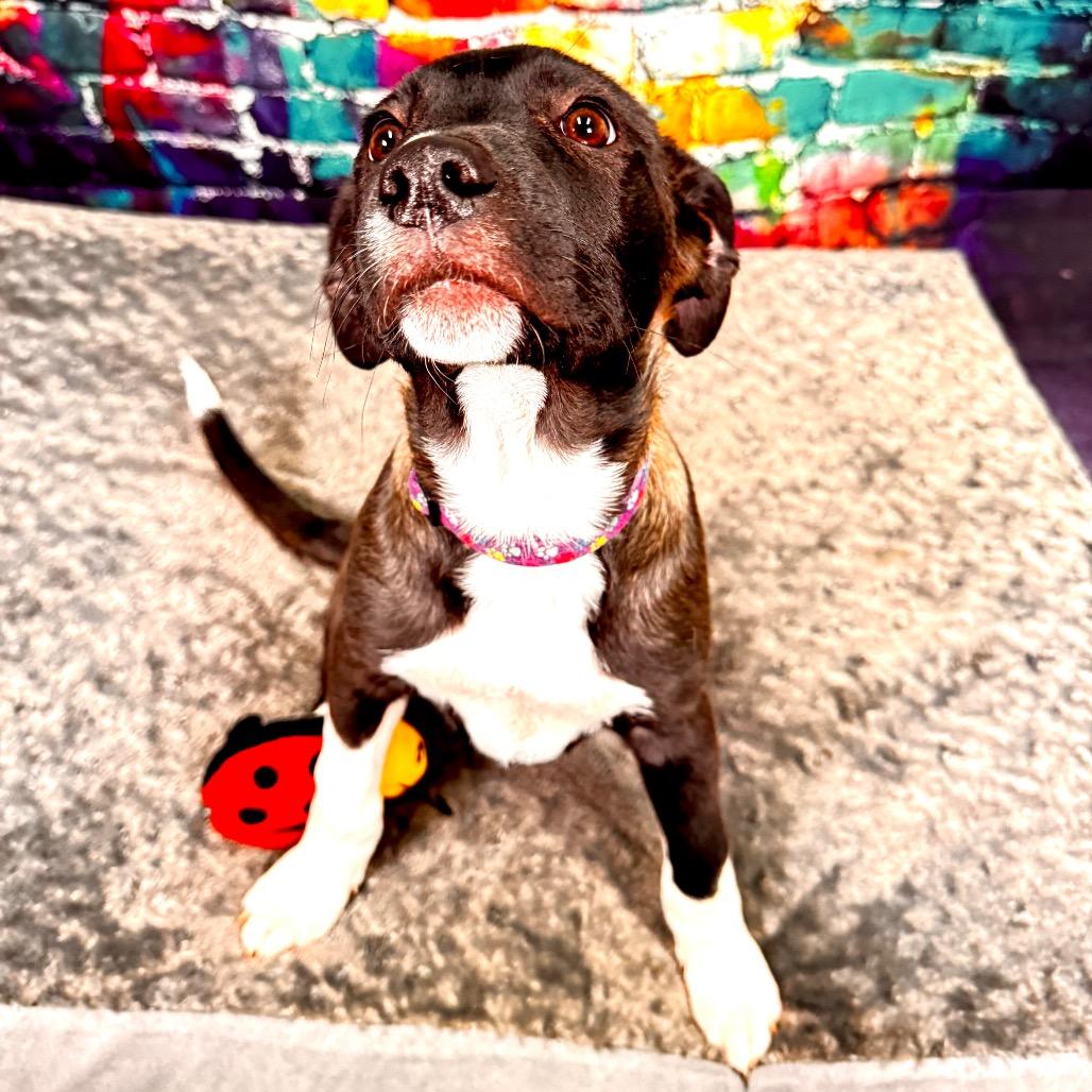 Munster, a Adoptable mixed breed in Franklin, NC image 2/6