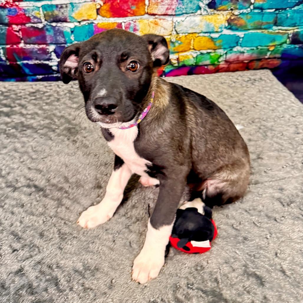 Munster, a Adoptable mixed breed in Franklin, NC image 3/6