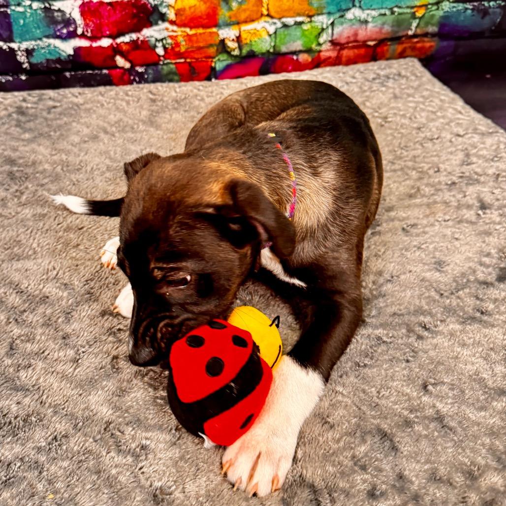 Munster, a Adoptable mixed breed in Franklin, NC image 5/6