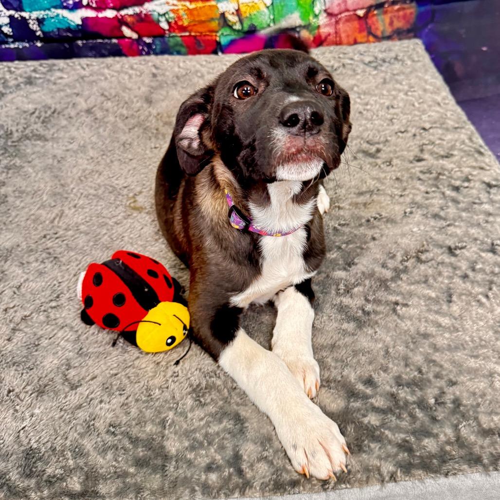 Munster, a Adoptable mixed breed in Franklin, NC image 6/6