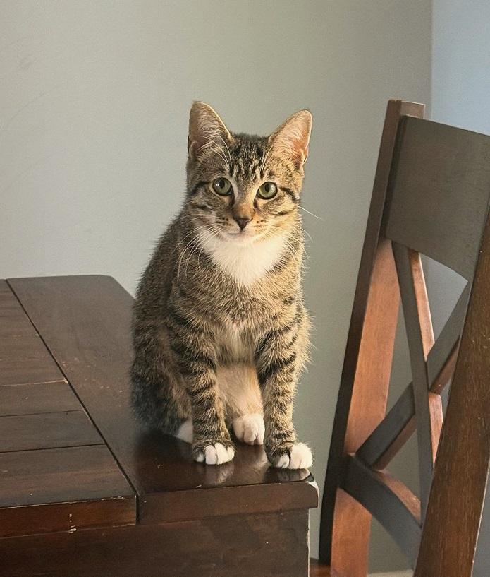 BOOTSIE, a ADOPTABLE Domestic Short Hair in Pegram, TN image 1/6