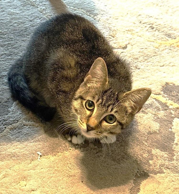 BOOTSIE, a ADOPTABLE Domestic Short Hair in Pegram, TN image 2/6