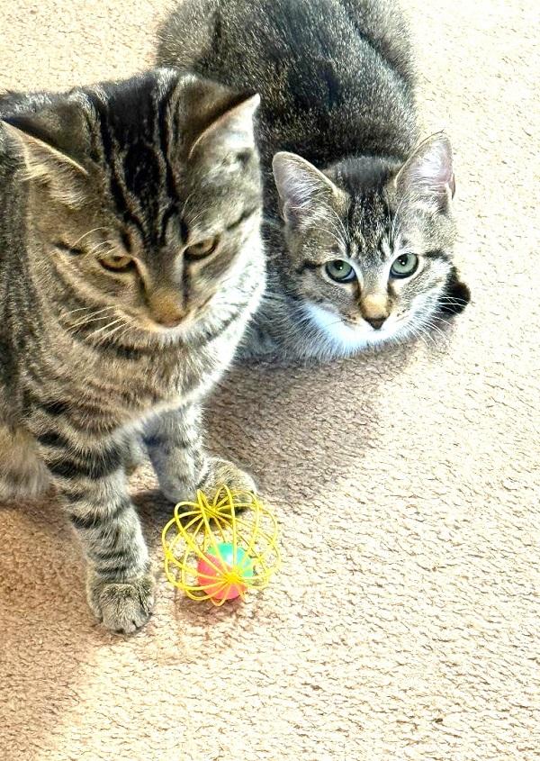 BOOTSIE, a ADOPTABLE Domestic Short Hair in Pegram, TN image 3/6