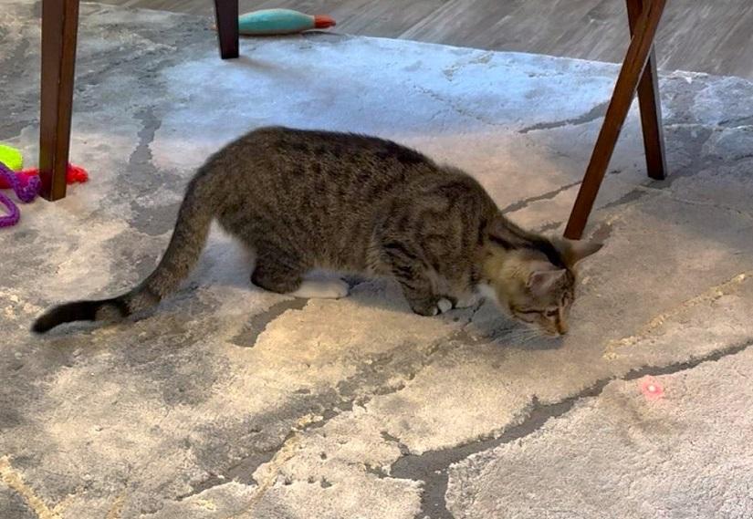 BOOTSIE, a ADOPTABLE Domestic Short Hair in Pegram, TN image 4/6