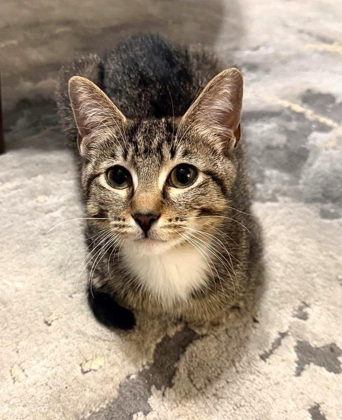 BOOTSIE, a ADOPTABLE Domestic Short Hair in Pegram, TN image 5/6