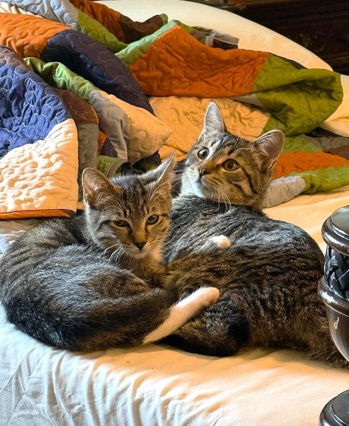 BOOTSIE, a ADOPTABLE Domestic Short Hair in Pegram, TN image 6/6