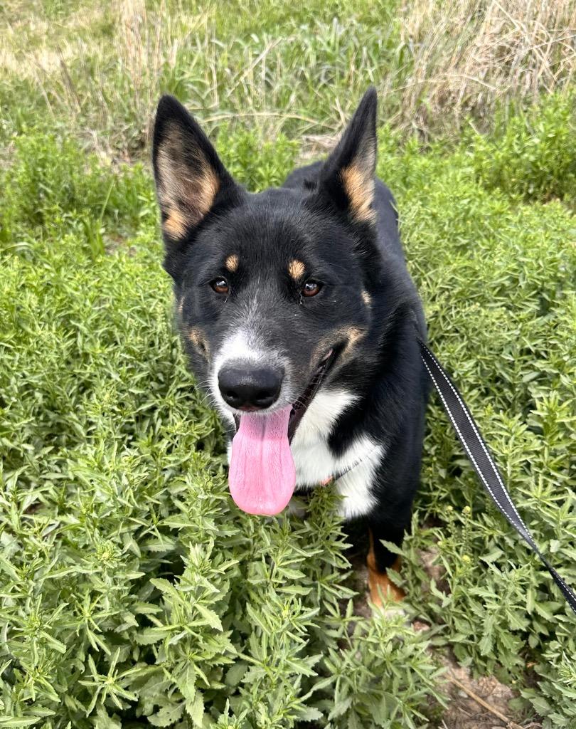 Enlarge Oreo, a Adoptable mixed breed in Newcastle, OK image 1/4
