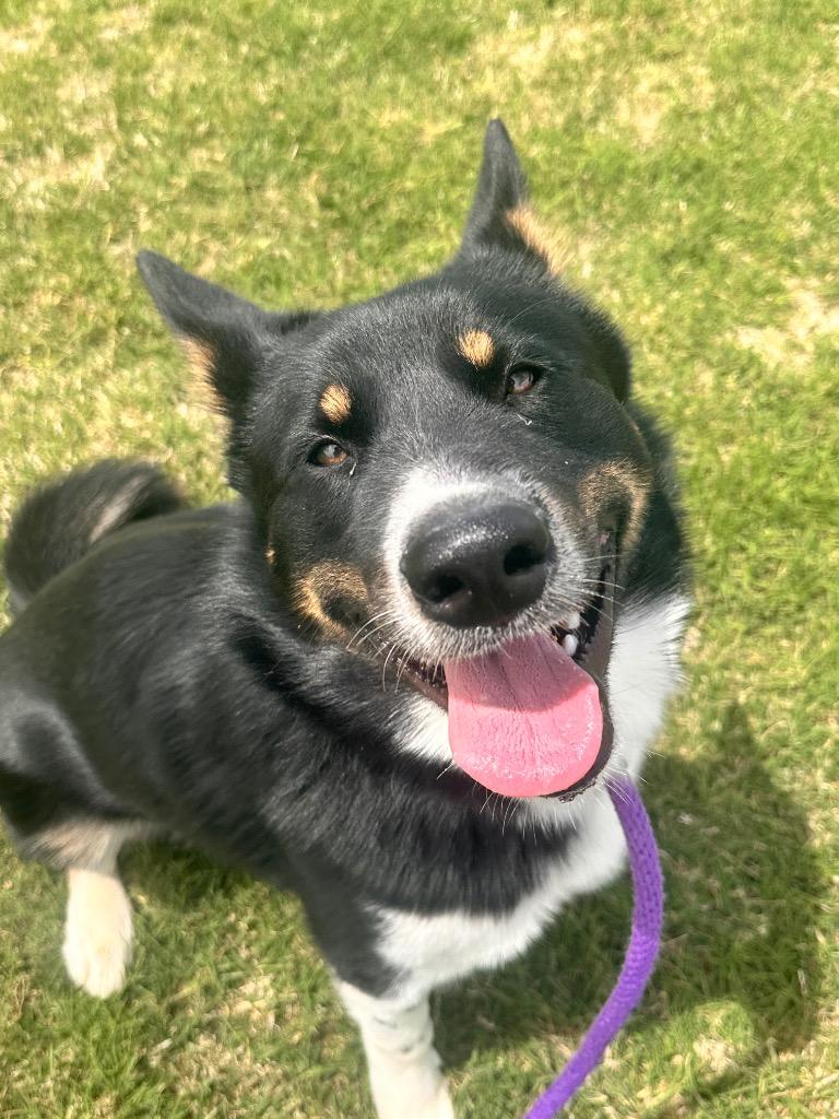 Enlarge Oreo, a Adoptable mixed breed in Newcastle, OK image 2/5