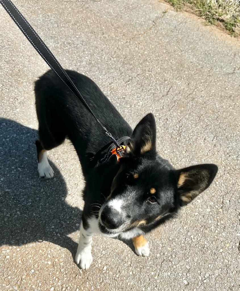 Enlarge Oreo, a Adoptable mixed breed in Newcastle, OK image 2/4