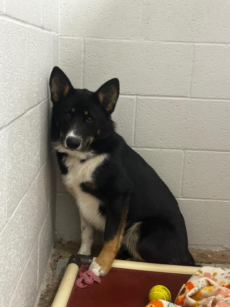 Oreo, Adoptable, Young Male Australian Cattle Dog / Blue Heeler & Alaskan Malamute.
