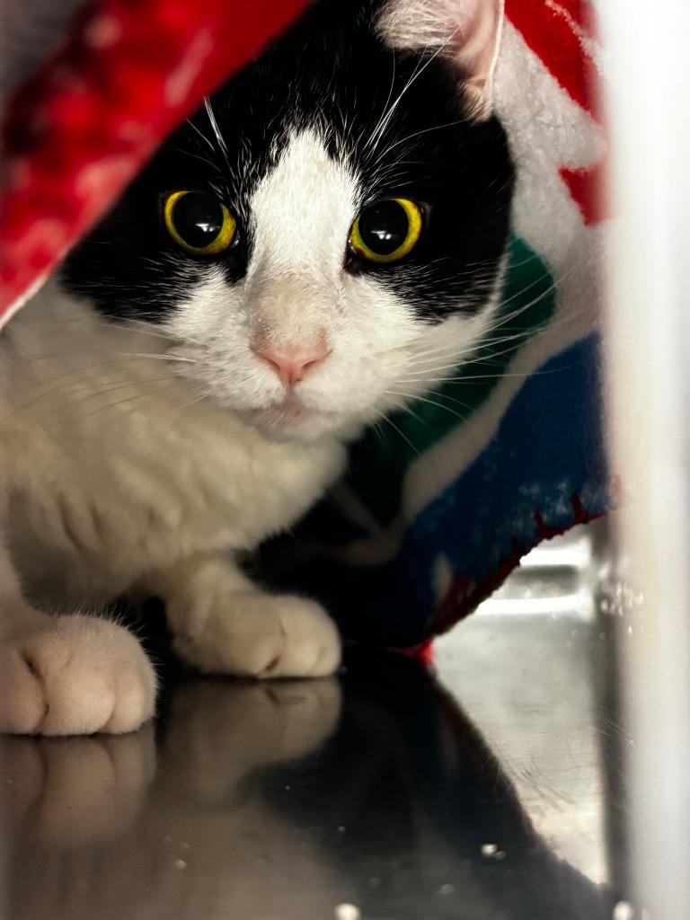 Bessie, Adoptable, Young Female Domestic Short Hair.