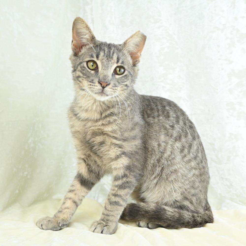 Tripp, Adoptable, Young Male Domestic Short Hair.