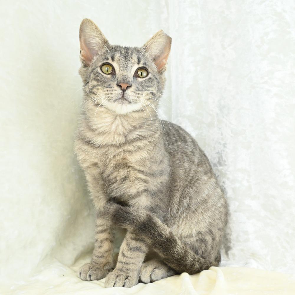 Enlarge Tripp, a Adoptable Domestic Short Hair in Mobile, AL image 2/6